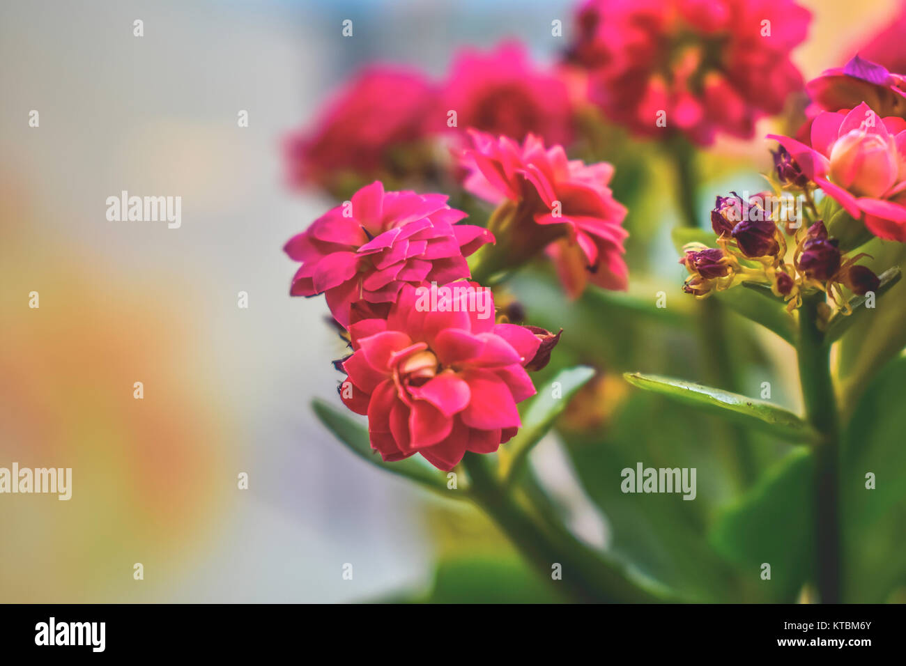 Potted flowers on a window sill Stock Photo - Alamy