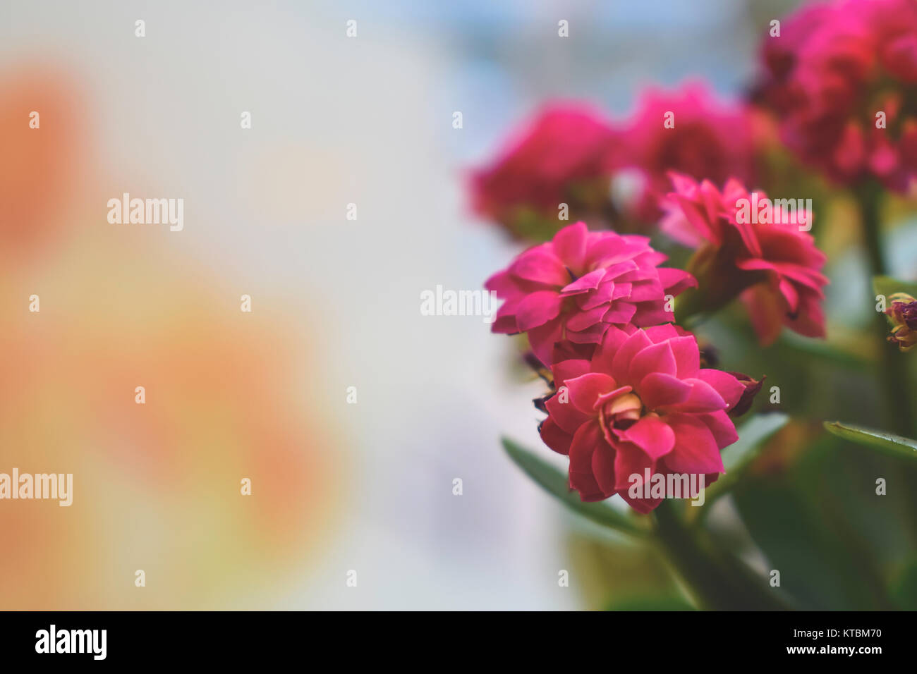 Potted flowers on a window sill Stock Photo - Alamy