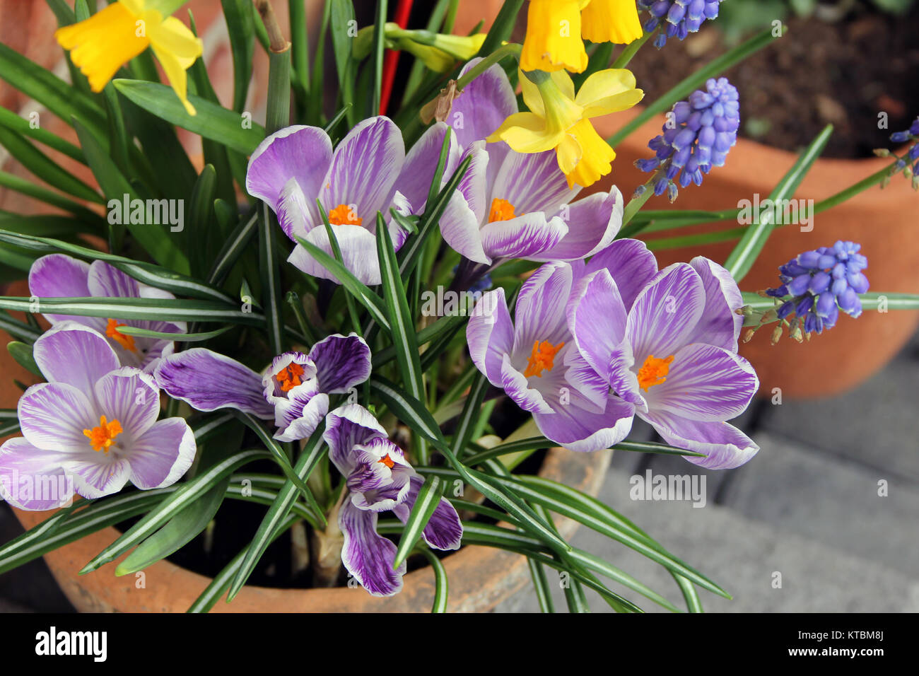 Daffodils and grape hyacinths hires stock photography and images Alamy