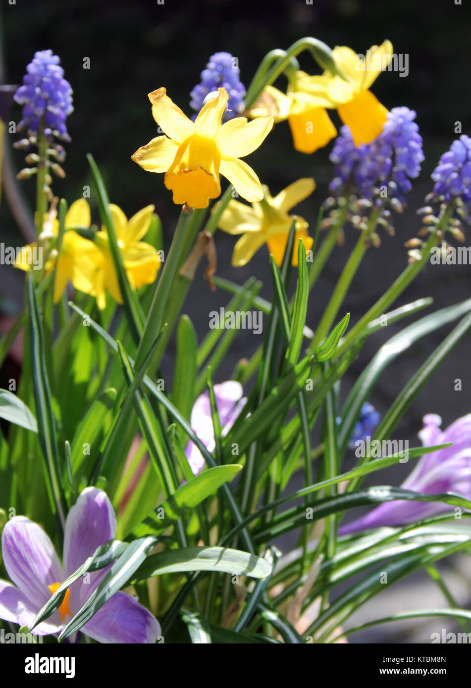 Daffodils and grape hyacinths hires stock photography and images Alamy