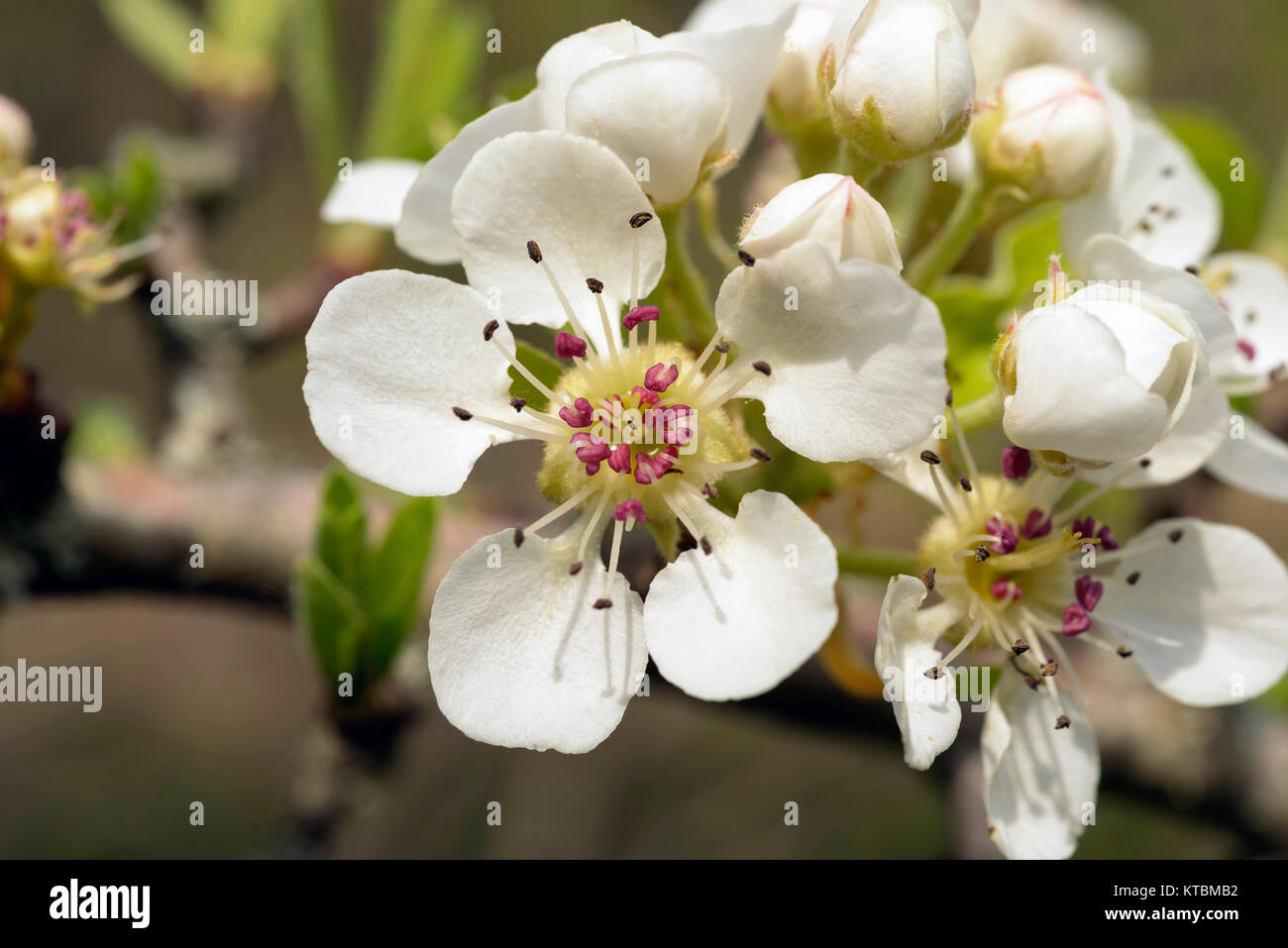 blooming wild pear Stock Photo