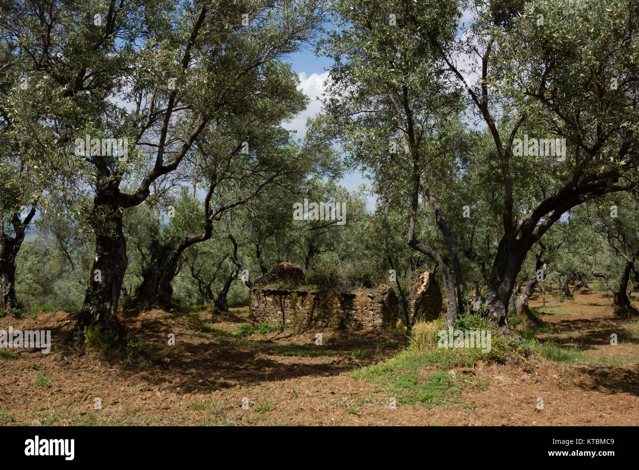 Olive grove calabria italy hi-res stock photography and images - Alamy
