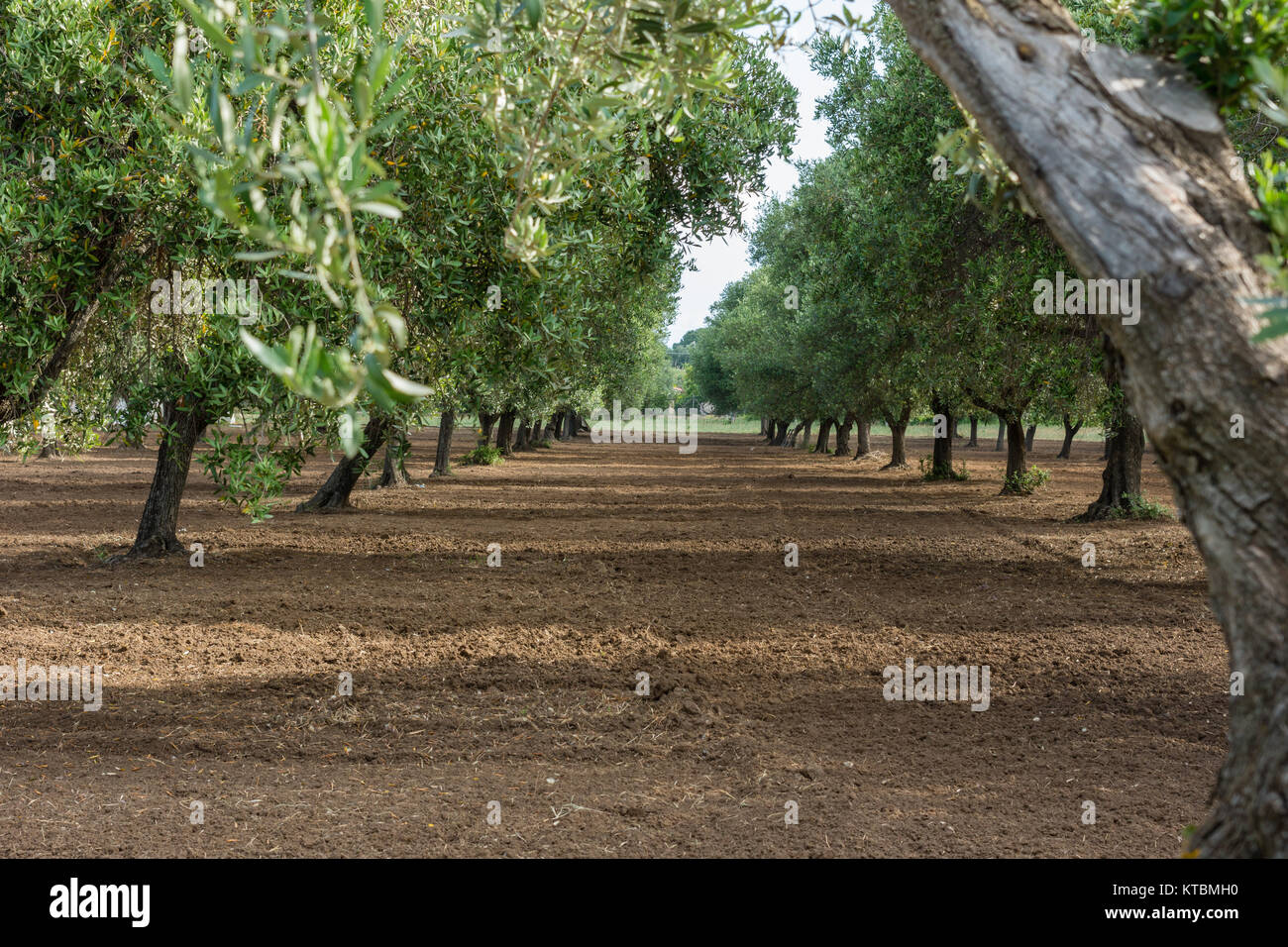 Olive grove calabria italy hi-res stock photography and images - Alamy
