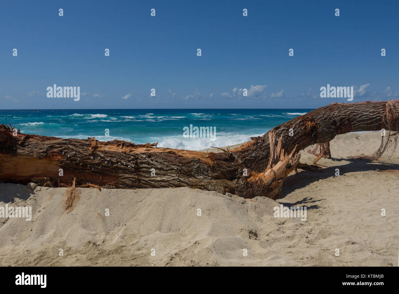 driftwood on the beach Stock Photo - Alamy
