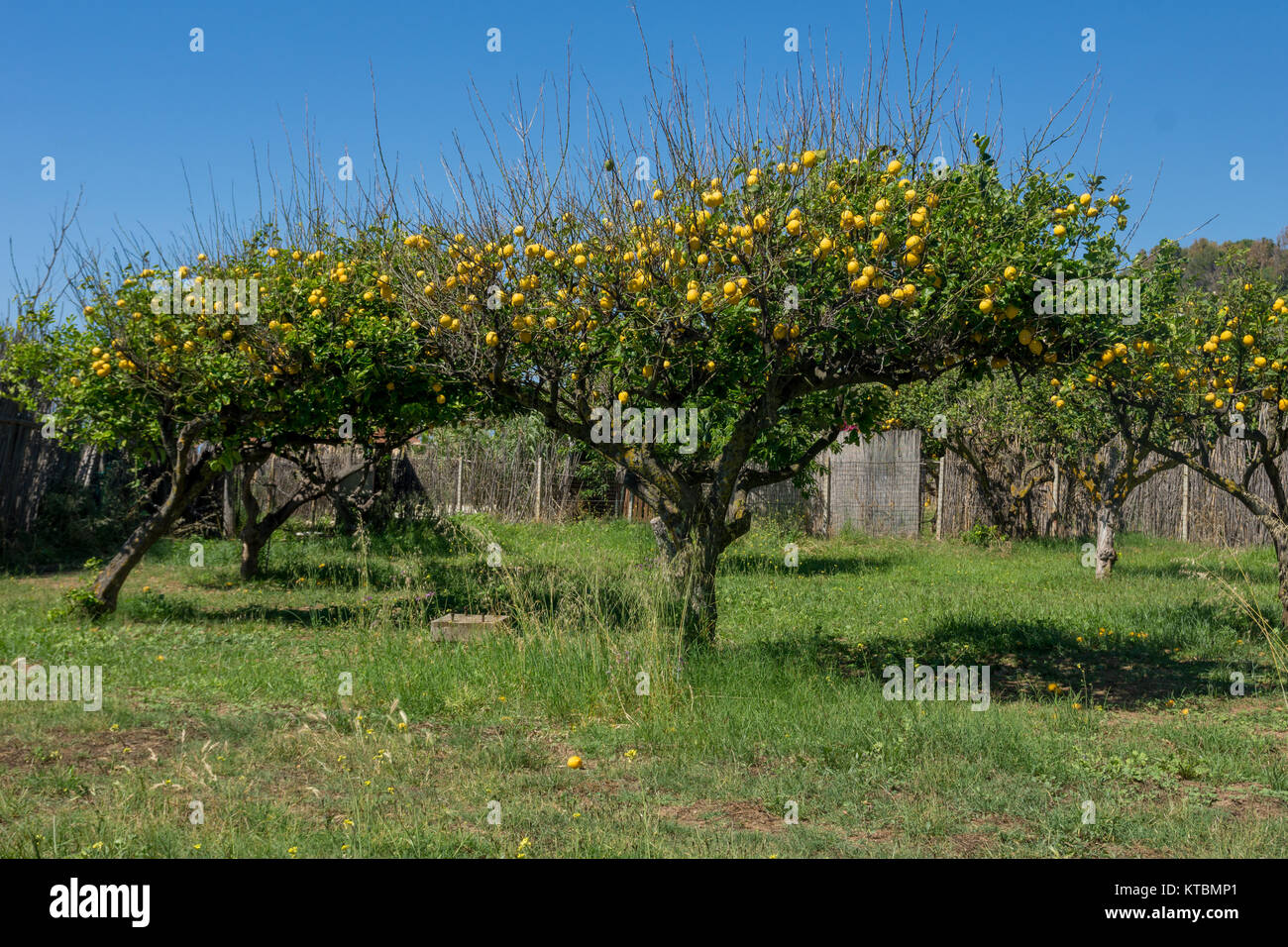 lemon trees Stock Photo