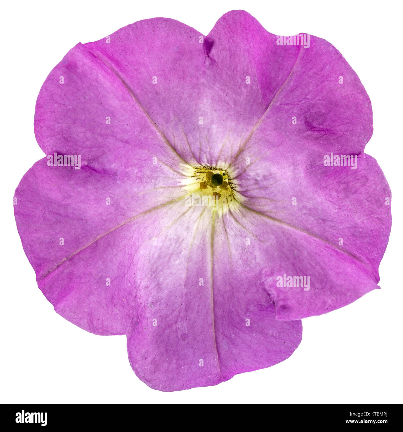 Purple vein Cut Out Stock Images Pictures Alamy