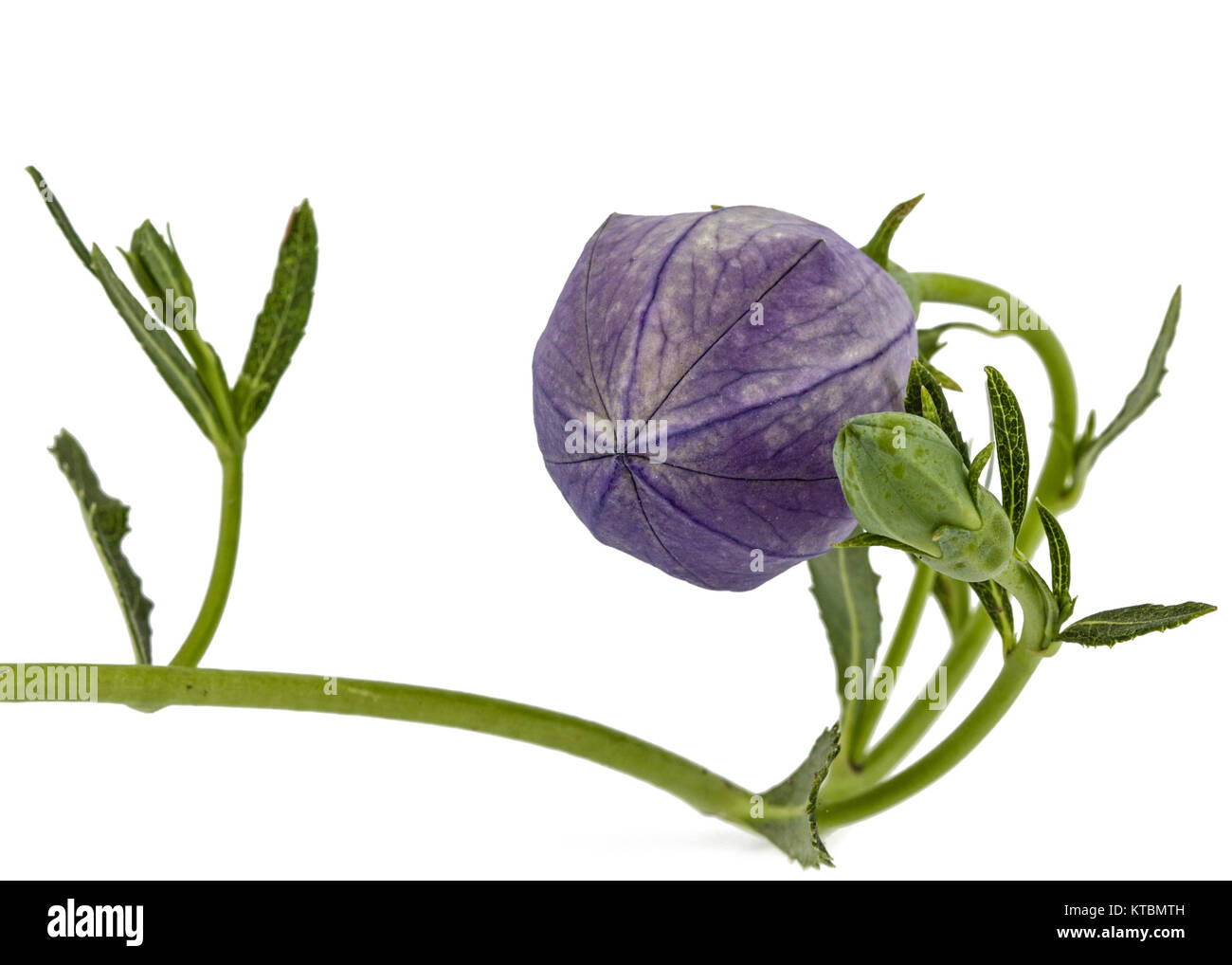 Bud of platycodone flower, isolated on white background Stock Photo