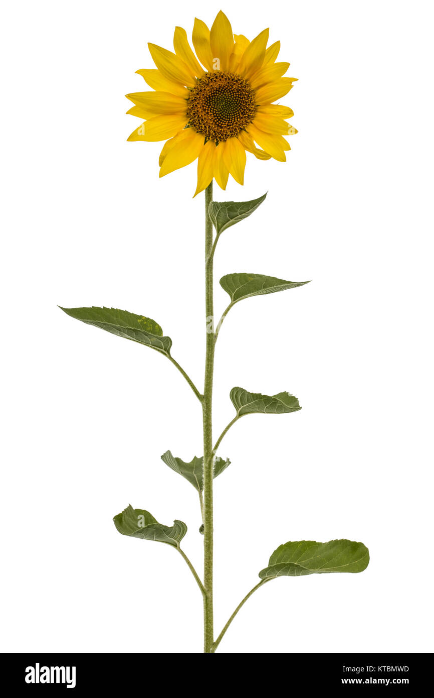 Sunflower isolated on white background Stock Photo - Alamy