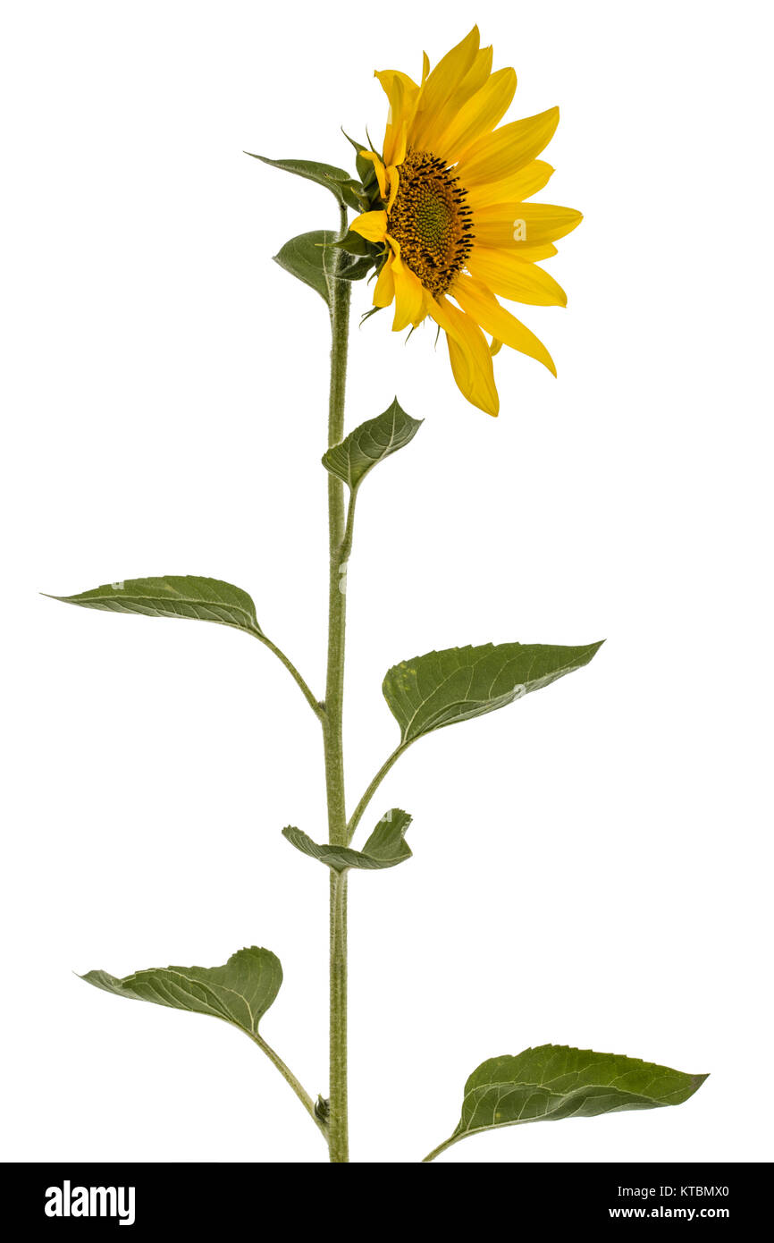 Sunflower isolated on white background Stock Photo - Alamy