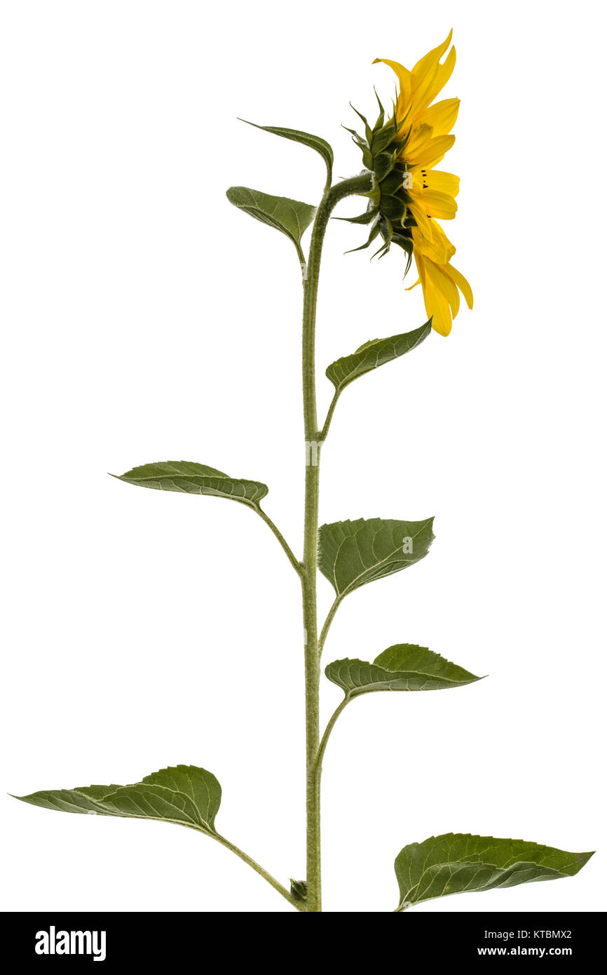 Sunflower isolated on white background Stock Photo - Alamy