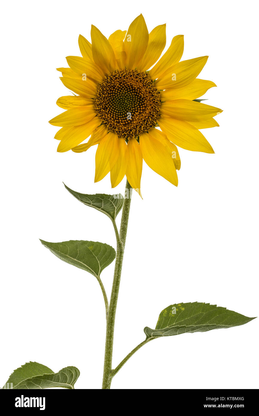 Sunflower isolated on white background Stock Photo - Alamy