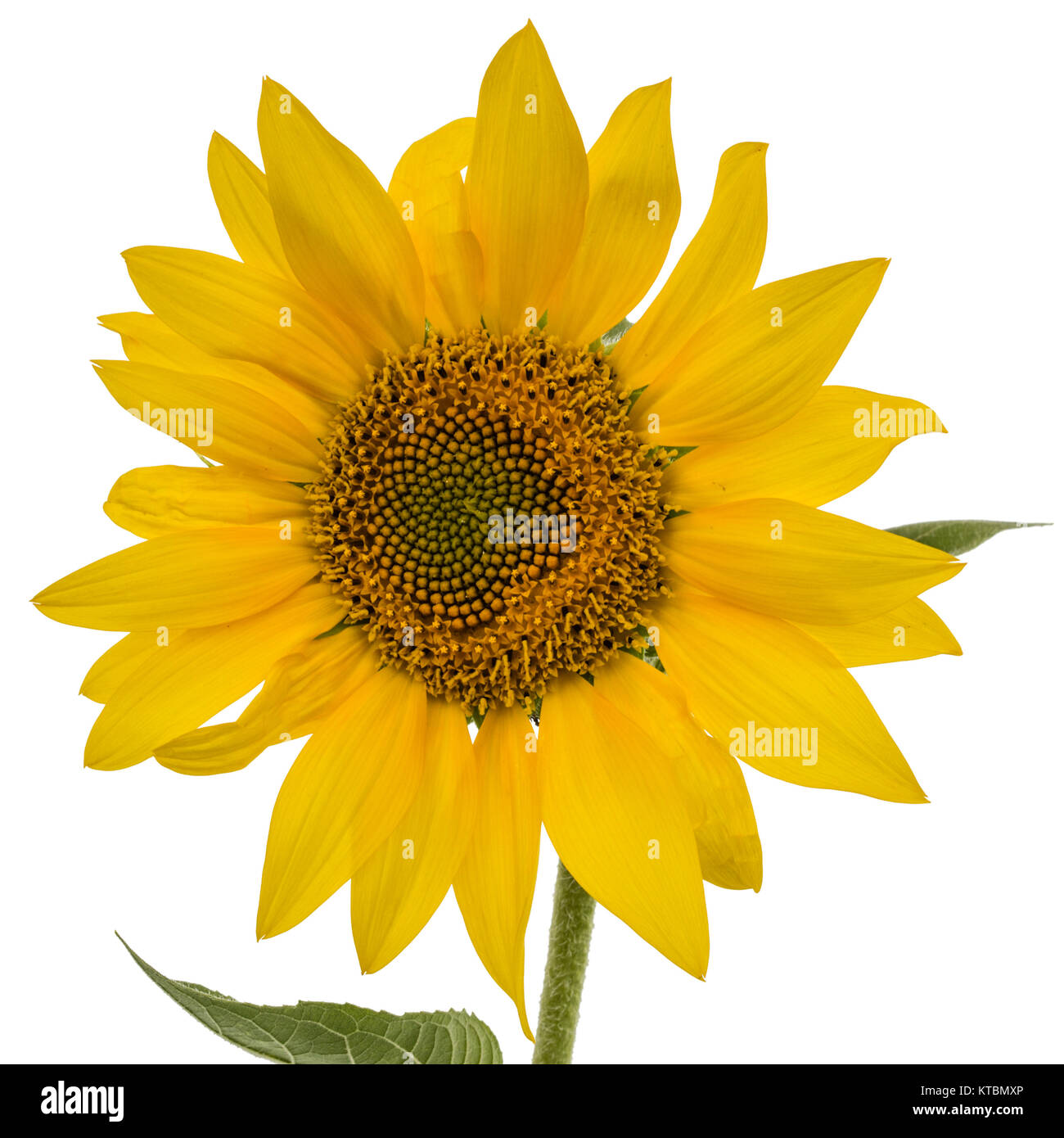 Sunflower isolated on white background Stock Photo - Alamy