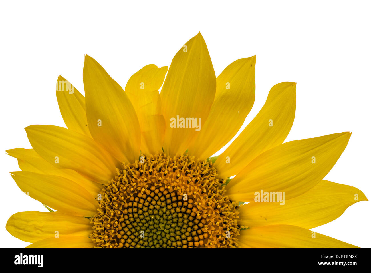 Sunflower closeup isolated on white background Stock Photo - Alamy