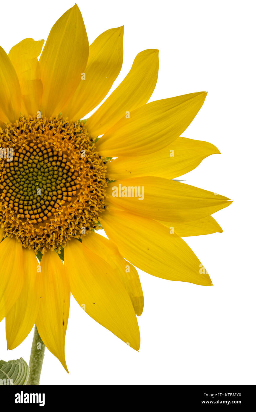 Sunflower closeup isolated on white background Stock Photo - Alamy