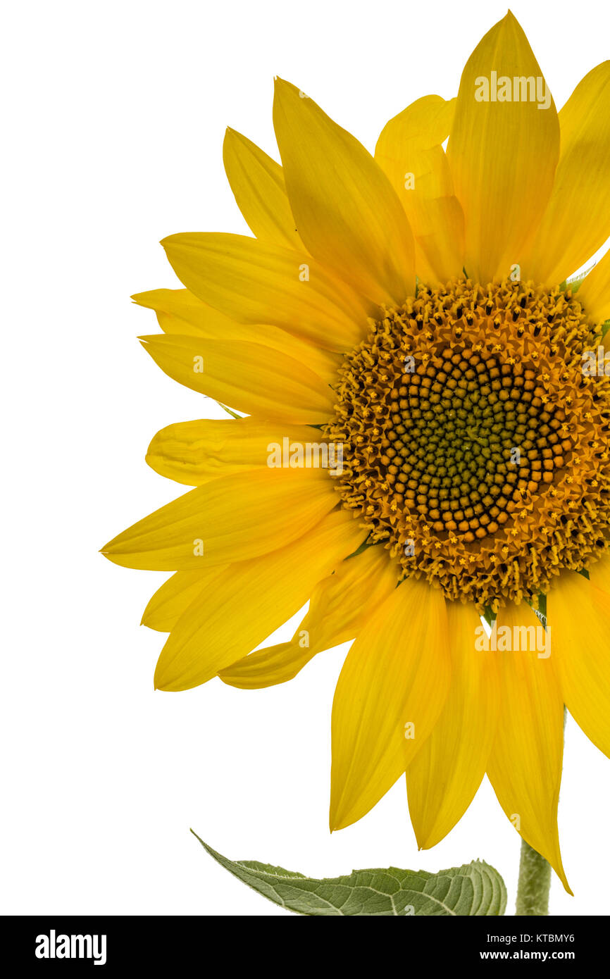 Sunflower closeup isolated on white background Stock Photo - Alamy