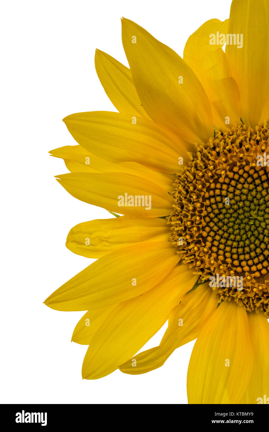 Sunflower closeup isolated on white background Stock Photo - Alamy