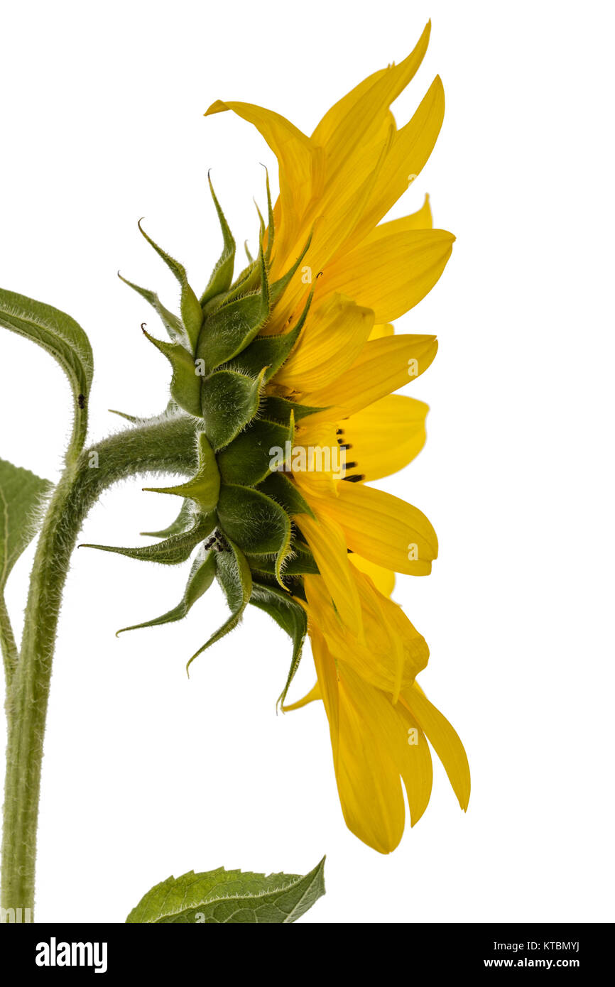 Sunflower isolated on white background Stock Photo - Alamy