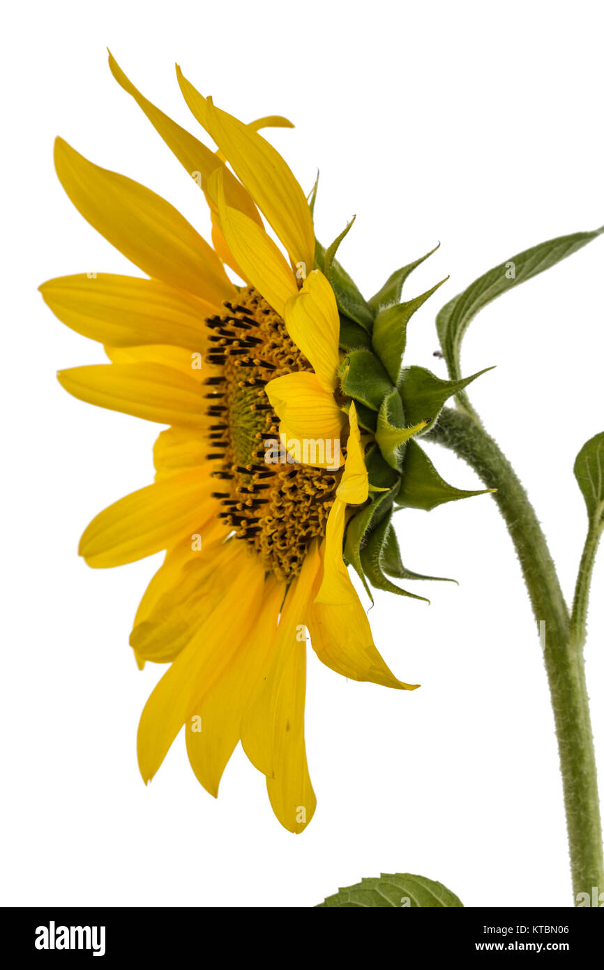 Sunflower isolated on white background Stock Photo - Alamy