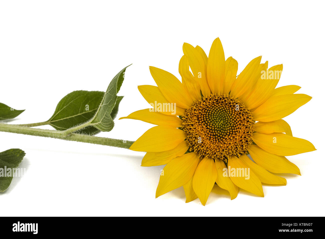 Sunflower isolated on white background Stock Photo - Alamy