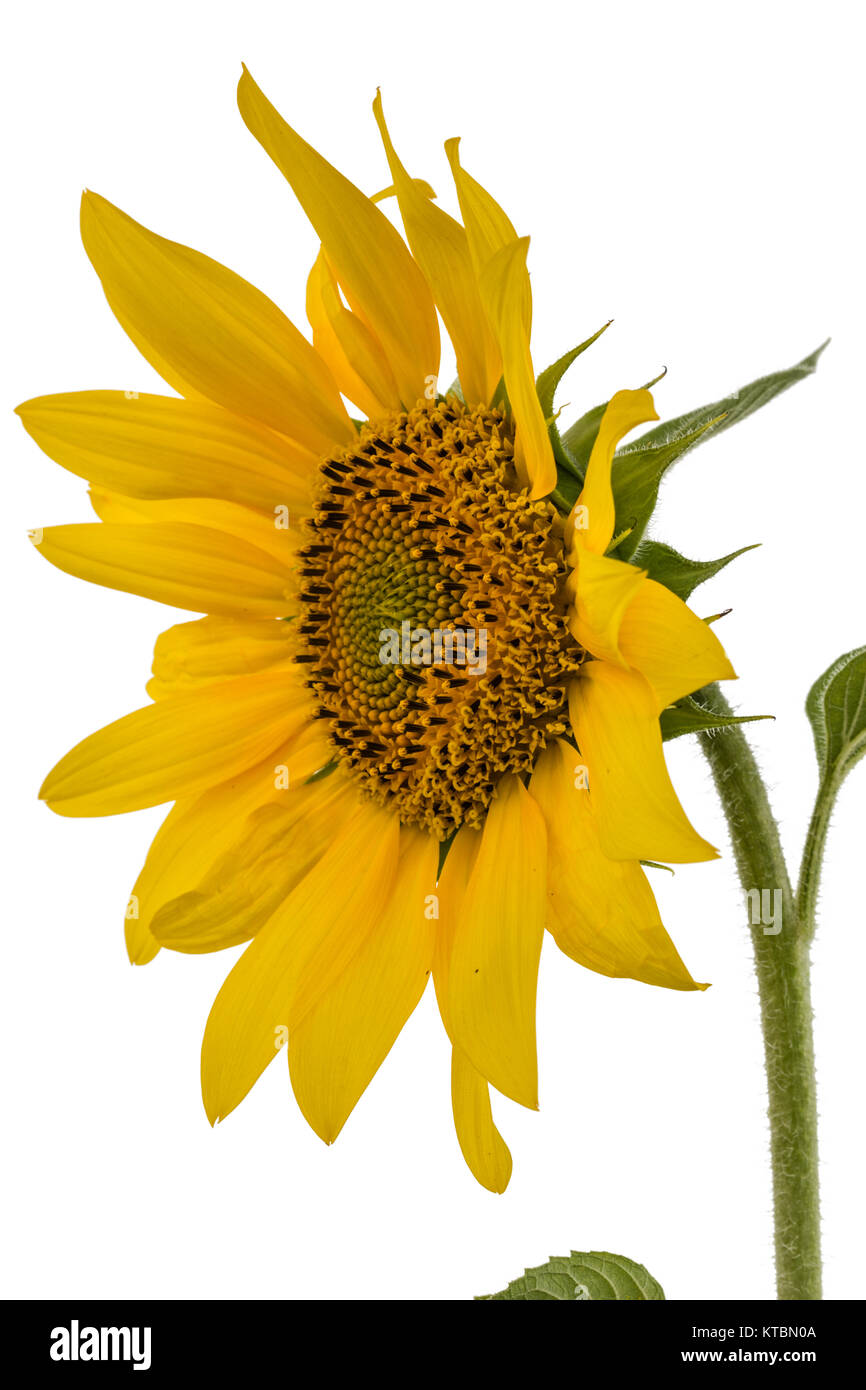 Sunflower isolated on white background Stock Photo - Alamy