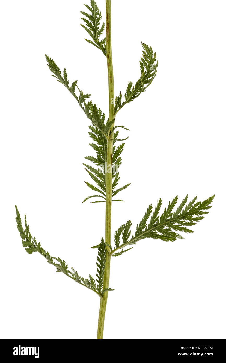 Leaf of yarrow, lat. Achillea millefolium, isolated on white background Stock Photo