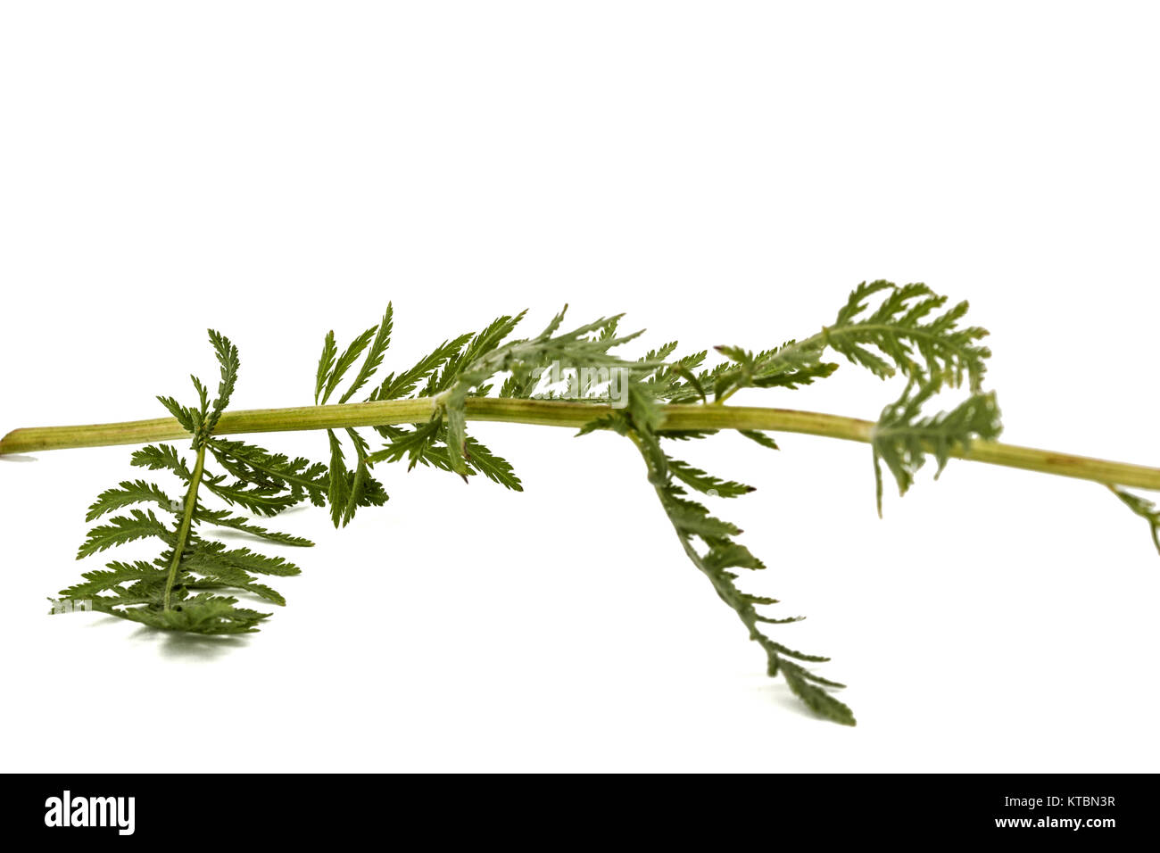 Leaf of yarrow, lat. Achillea millefolium, isolated on white background Stock Photo