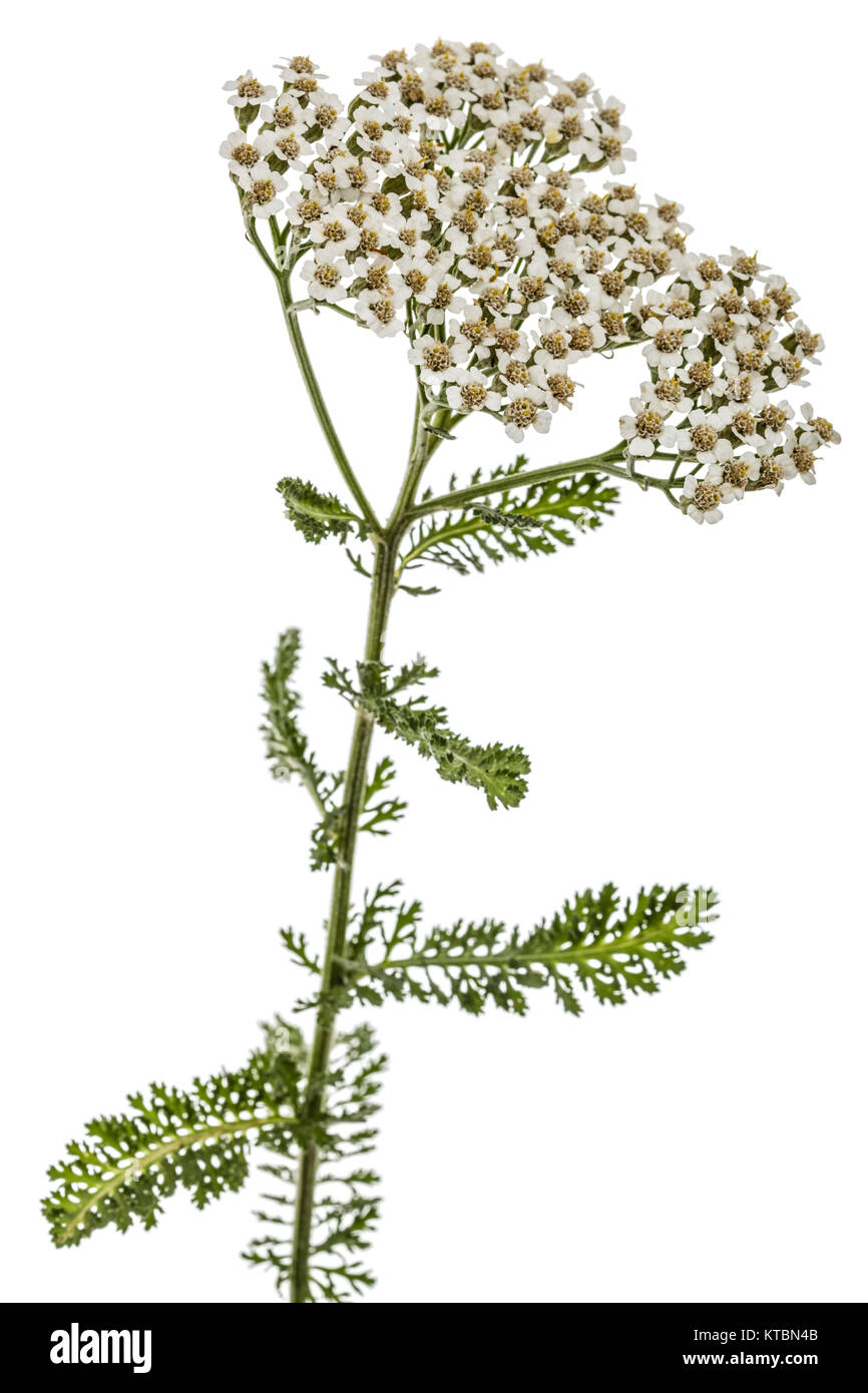Flowers of yarrow, lat. Achillea millefolium, isolated on white background Stock Photo