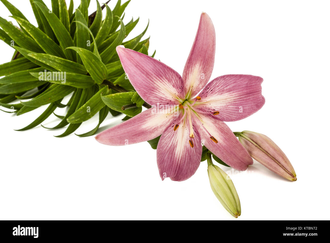 Flower of a pink lily, isolated on white background Stock Photo - Alamy