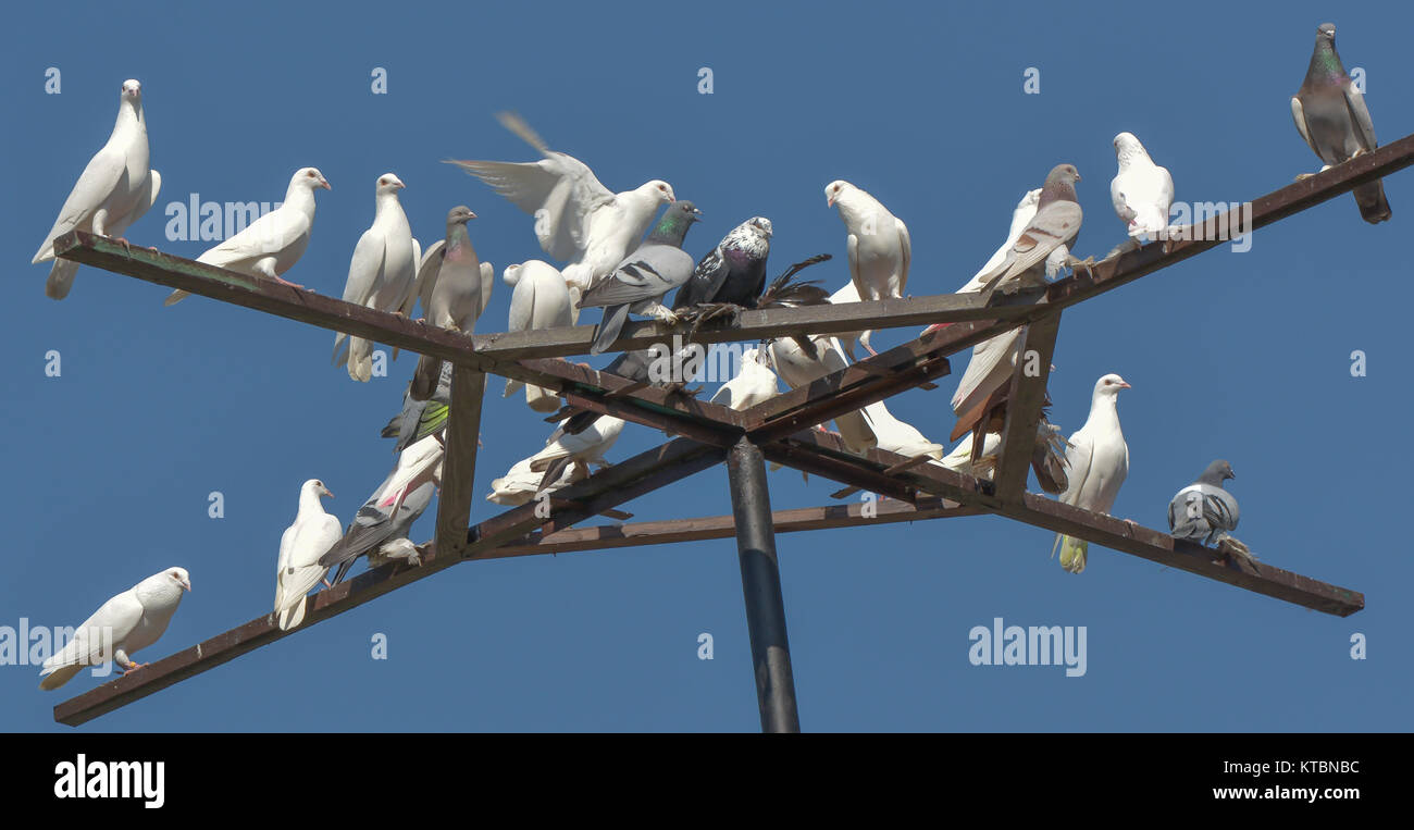 pigeons on cross Stock Photo