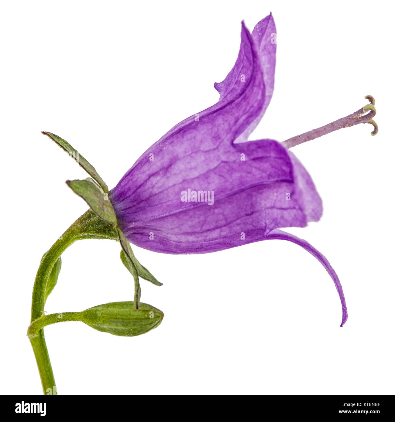 Violet flower of Campanula, isolated on white background Stock Photo
