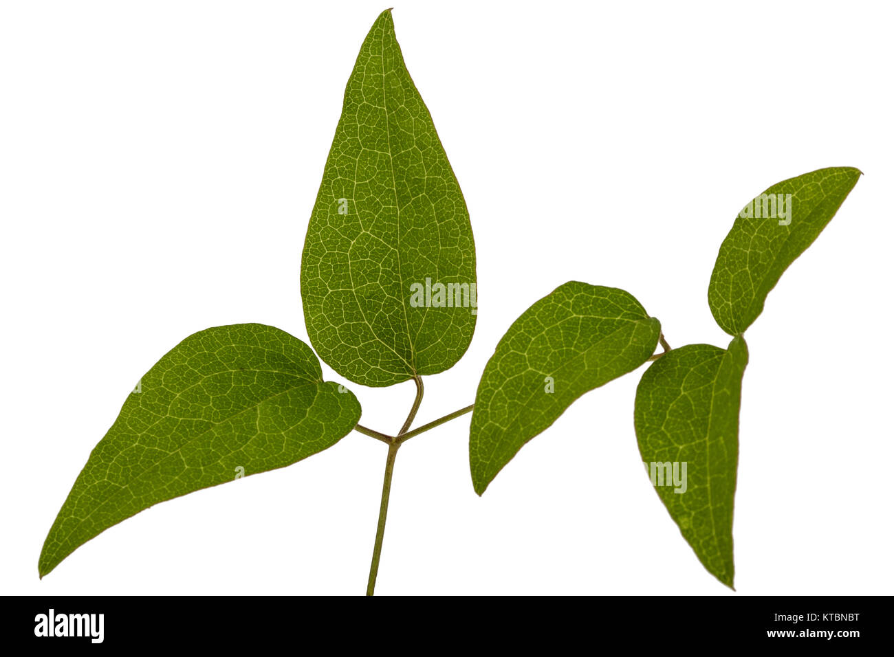 Green leafs of clematis, isolated on white background Stock Photo