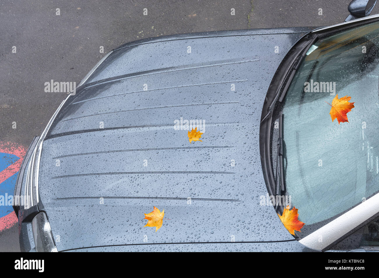 Abperlende Wassertropfen auf einer Auto Motorhaube. Stock Photo