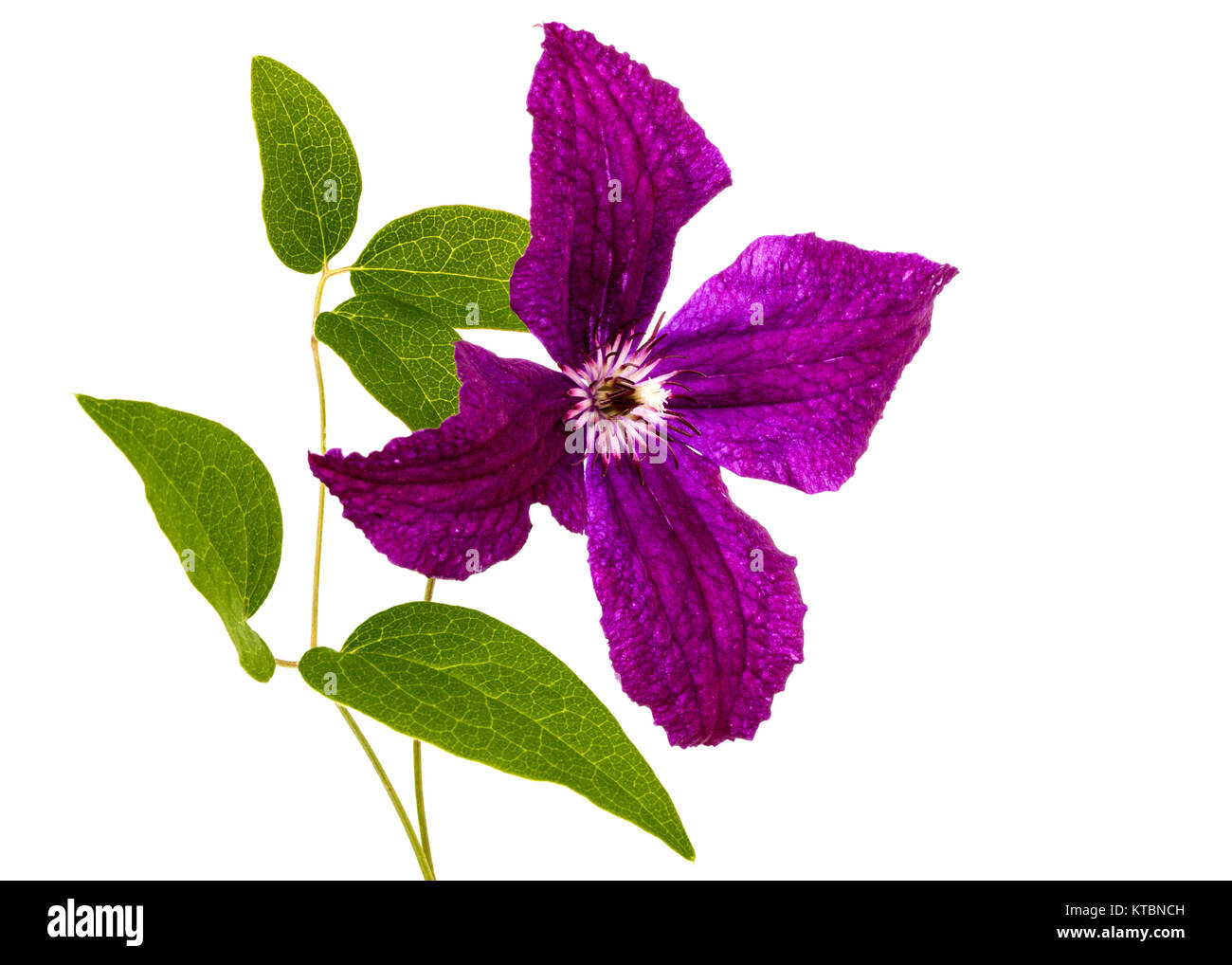 Purple clematis flower, isolated on white background Stock Photo Alamy