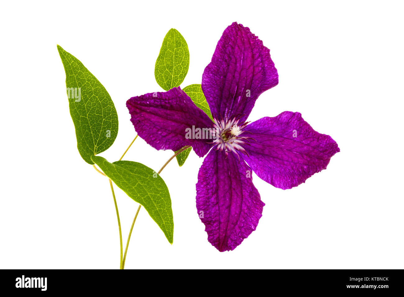 Purple clematis flower, isolated on white background Stock Photo Alamy