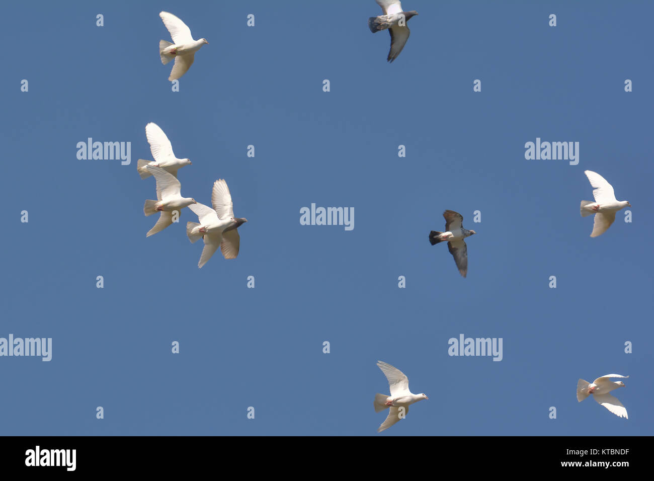 pigeons formation flight Stock Photo