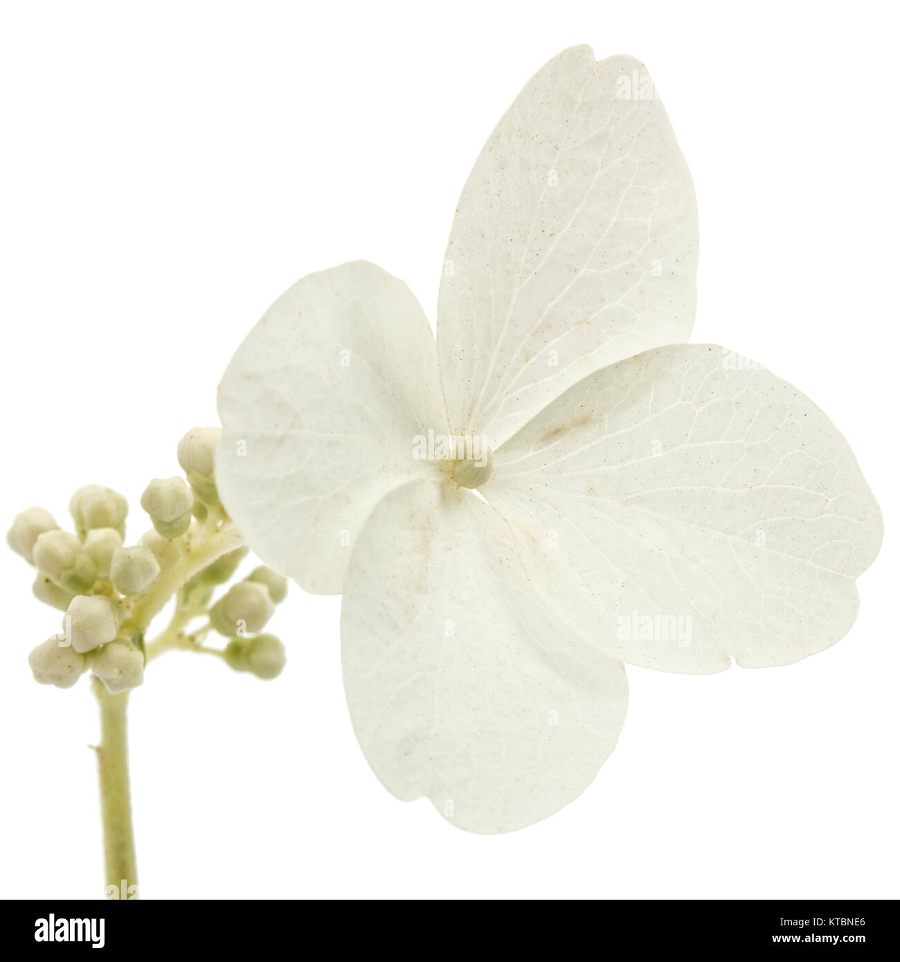 Flower of hydrangea closeup, lat. Hydrangea paniculata, isolated on ...