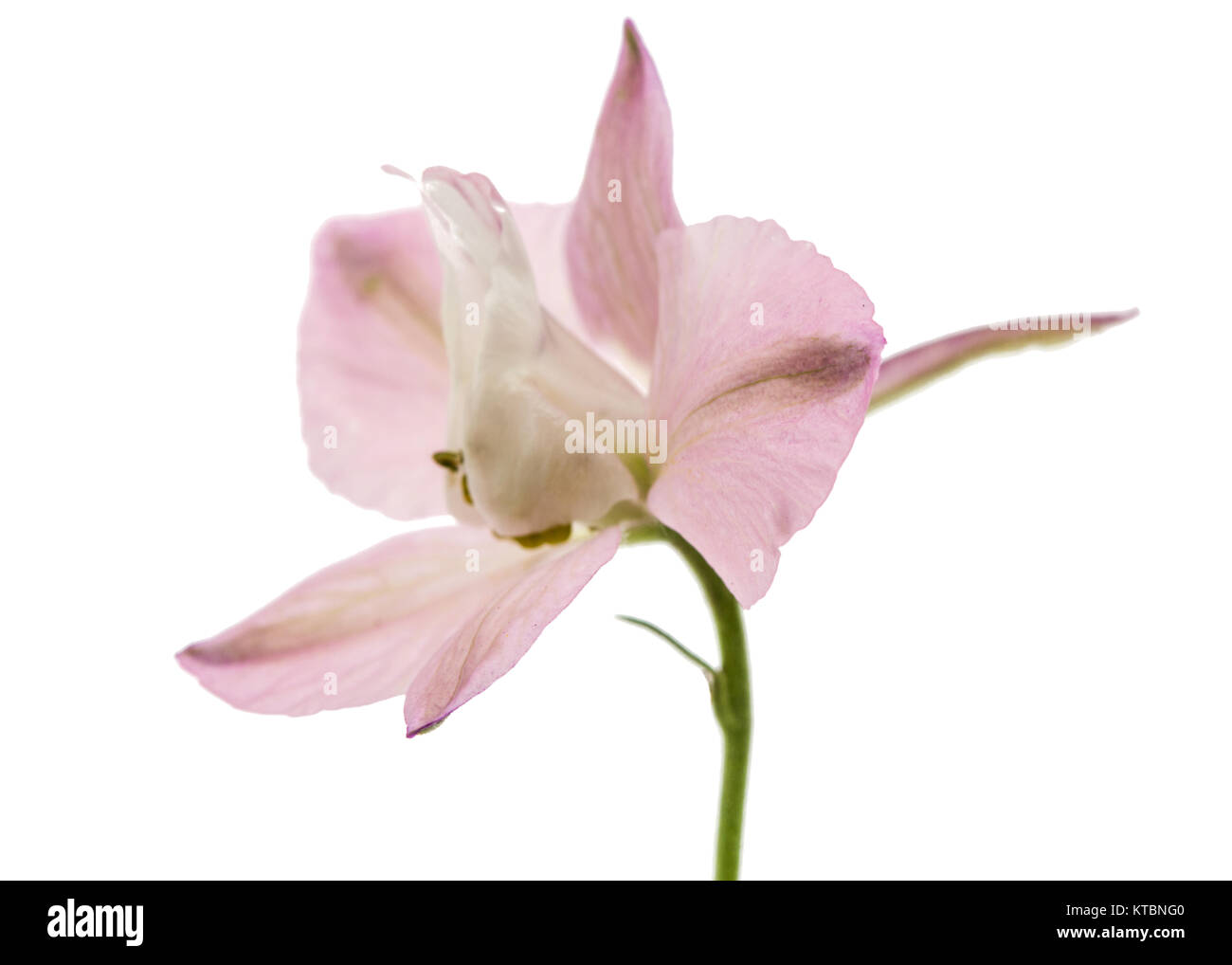 Rose flower of Delphinium, lat. Larkspur, isolated on white background Stock Photo