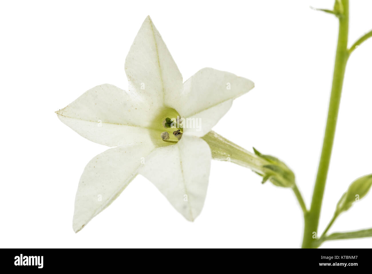 Flower of fragrant tobacco, lat. Nicotiana sanderae, isolated on white background Stock Photo