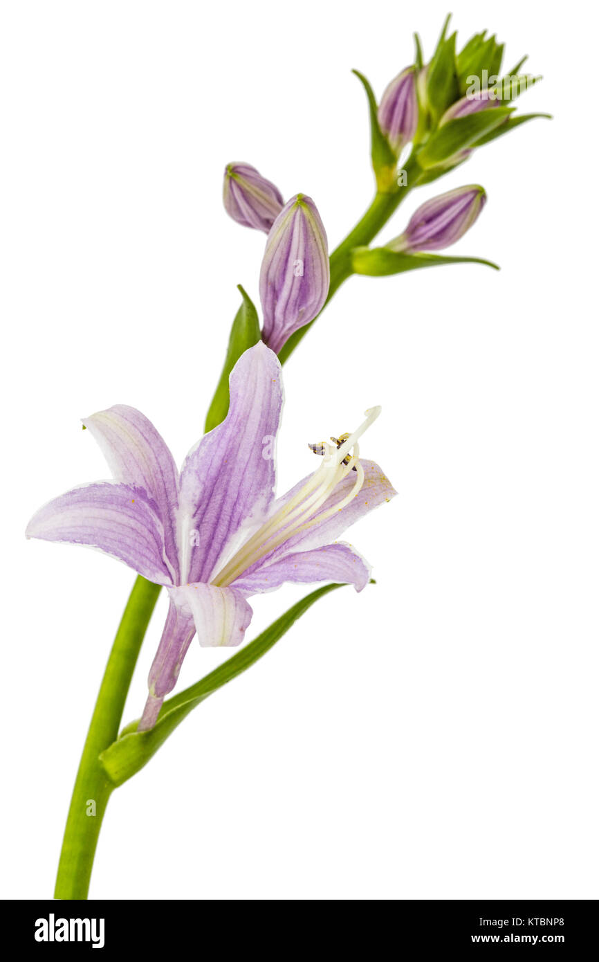 Flower hosts isolated on white background Stock Photo