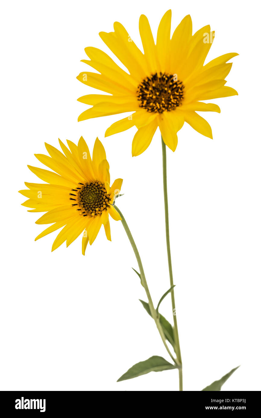 Two yellow flowers, isolated on white background Stock Photo Alamy
