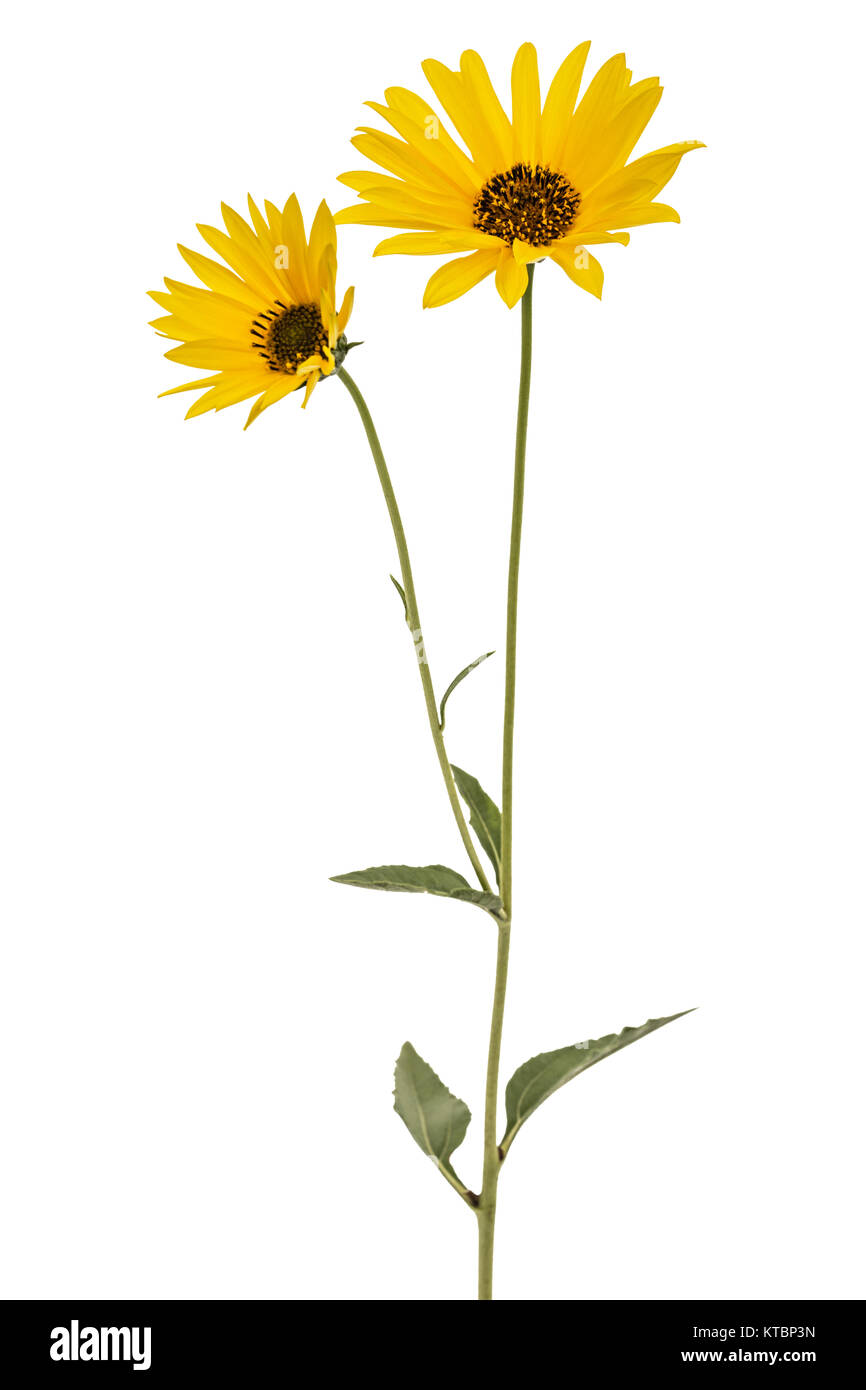 Two yellow flowers, isolated on white background Stock Photo Alamy