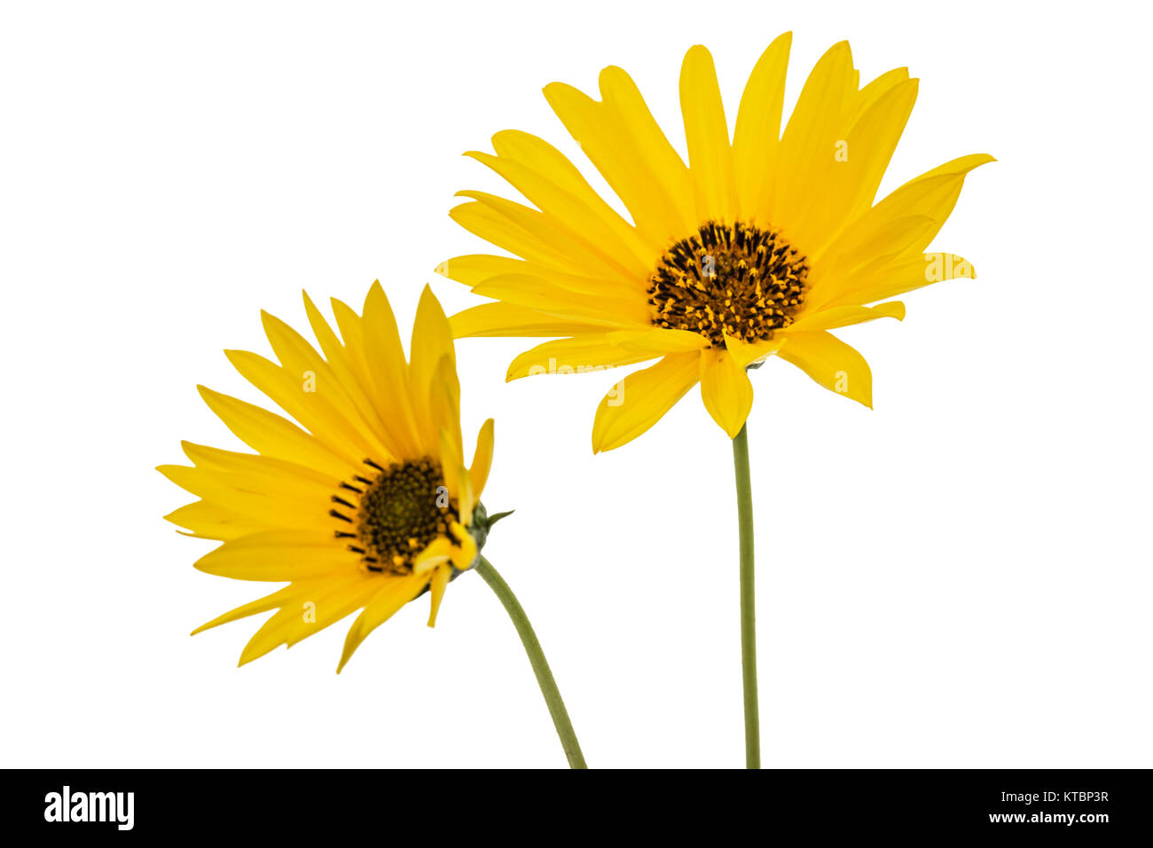 Two Yellow Flowers Isolated On White Background Stock Photo Alamy Two Yellow Flowers Isolated On White Background Stock Photo Alamy