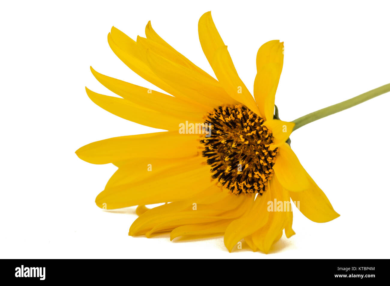 One yellow flower, isolated on white background Stock Photo - Alamy