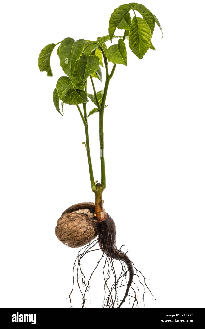 Sprout of a young walnut, isolated on white background Stock Photo