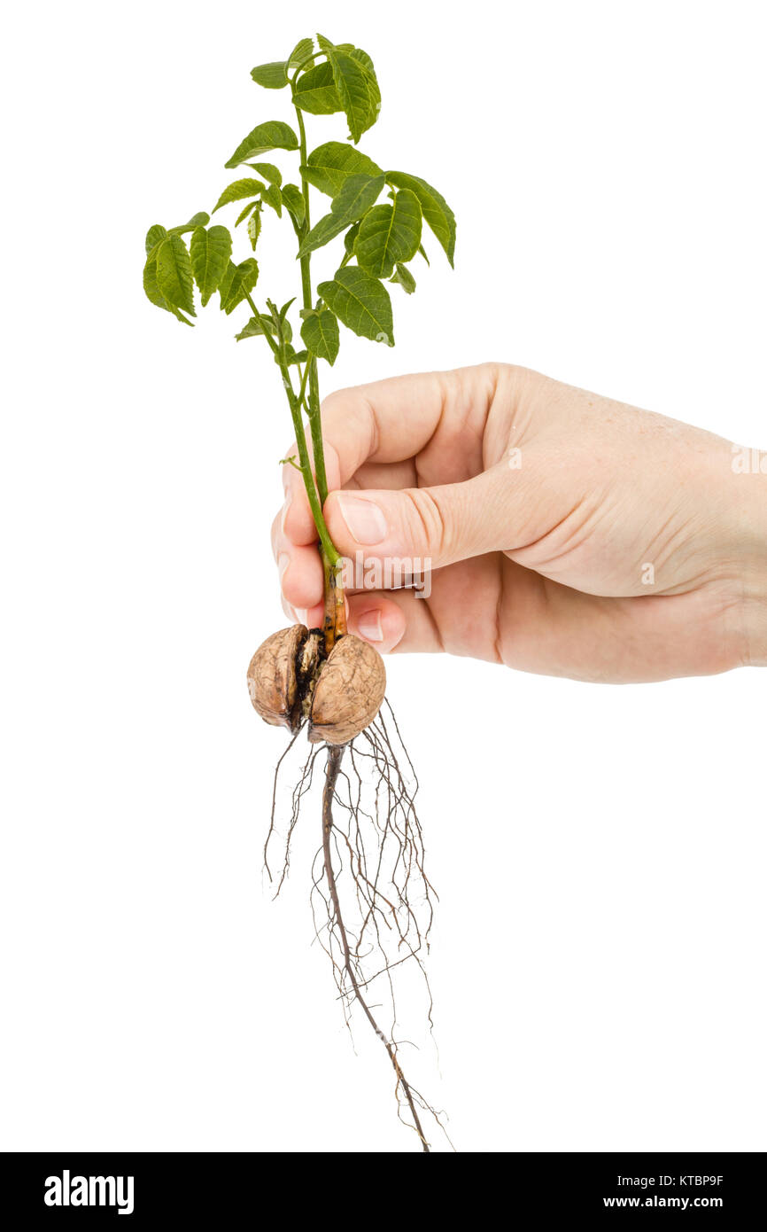 Female hand holds  seedling of a walnut, isolated on white background Stock Photo