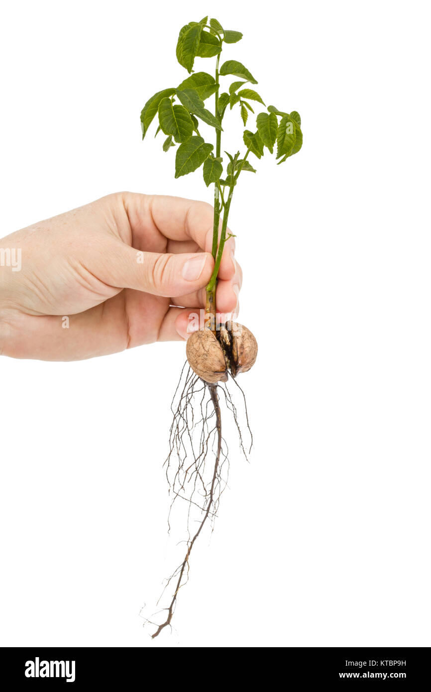 Female hand holds  seedling of a walnut, isolated on white background Stock Photo