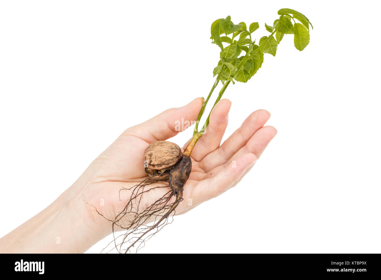 Female hand holds  seedling of a walnut, isolated on white background Stock Photo