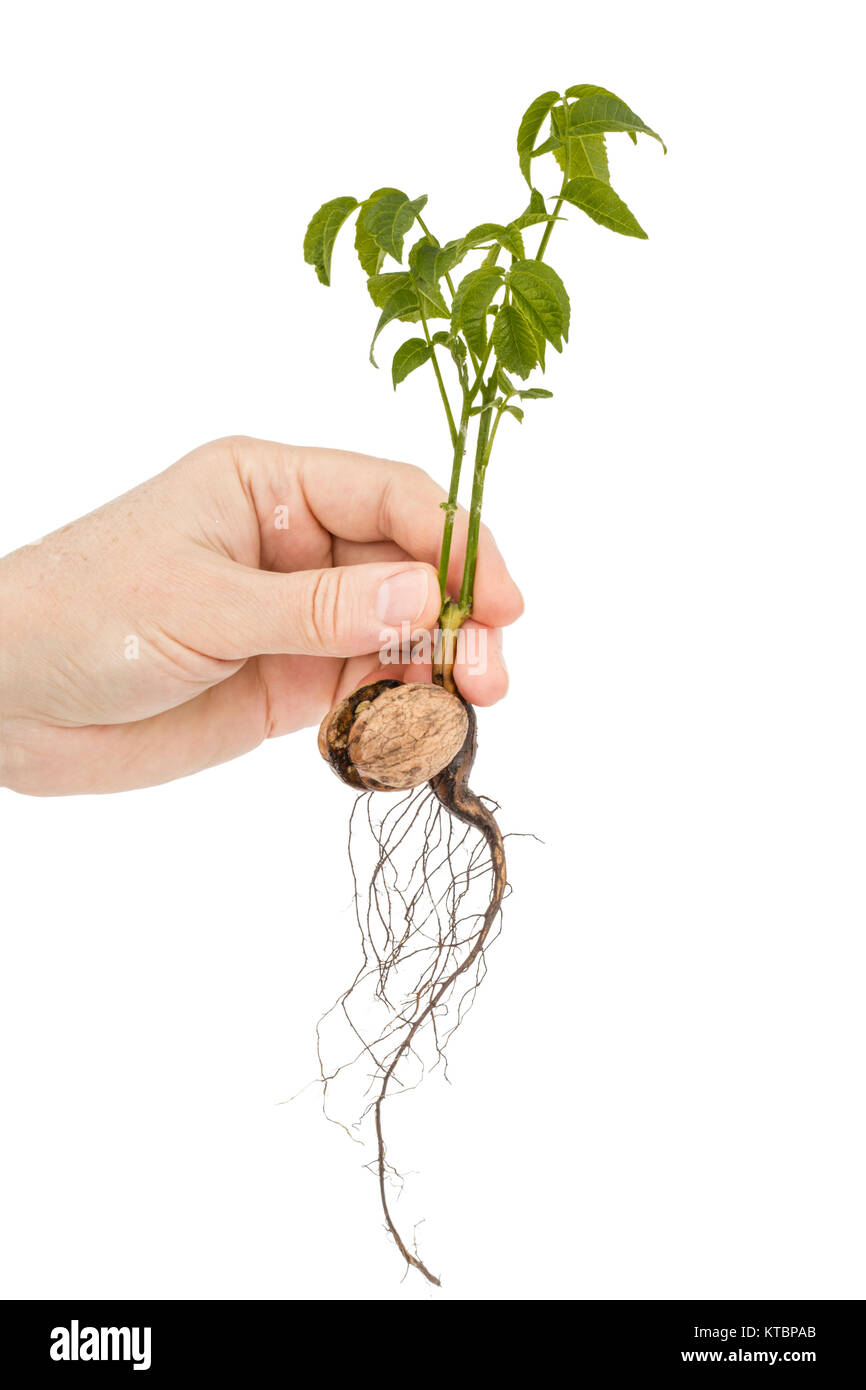 Female hand holds  seedling of a walnut, isolated on white background Stock Photo