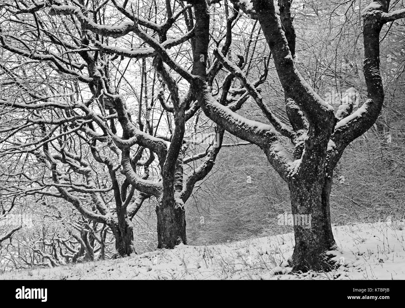 Trees in winter sleep Stock Photo