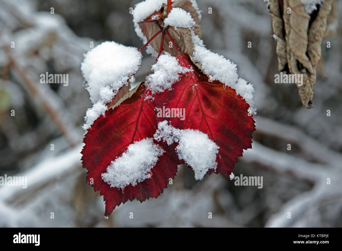 Blackberry in winter Stock Photo